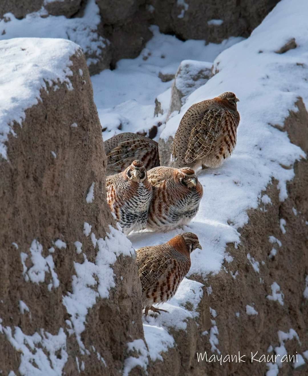 Chukar Partridge — photo 2