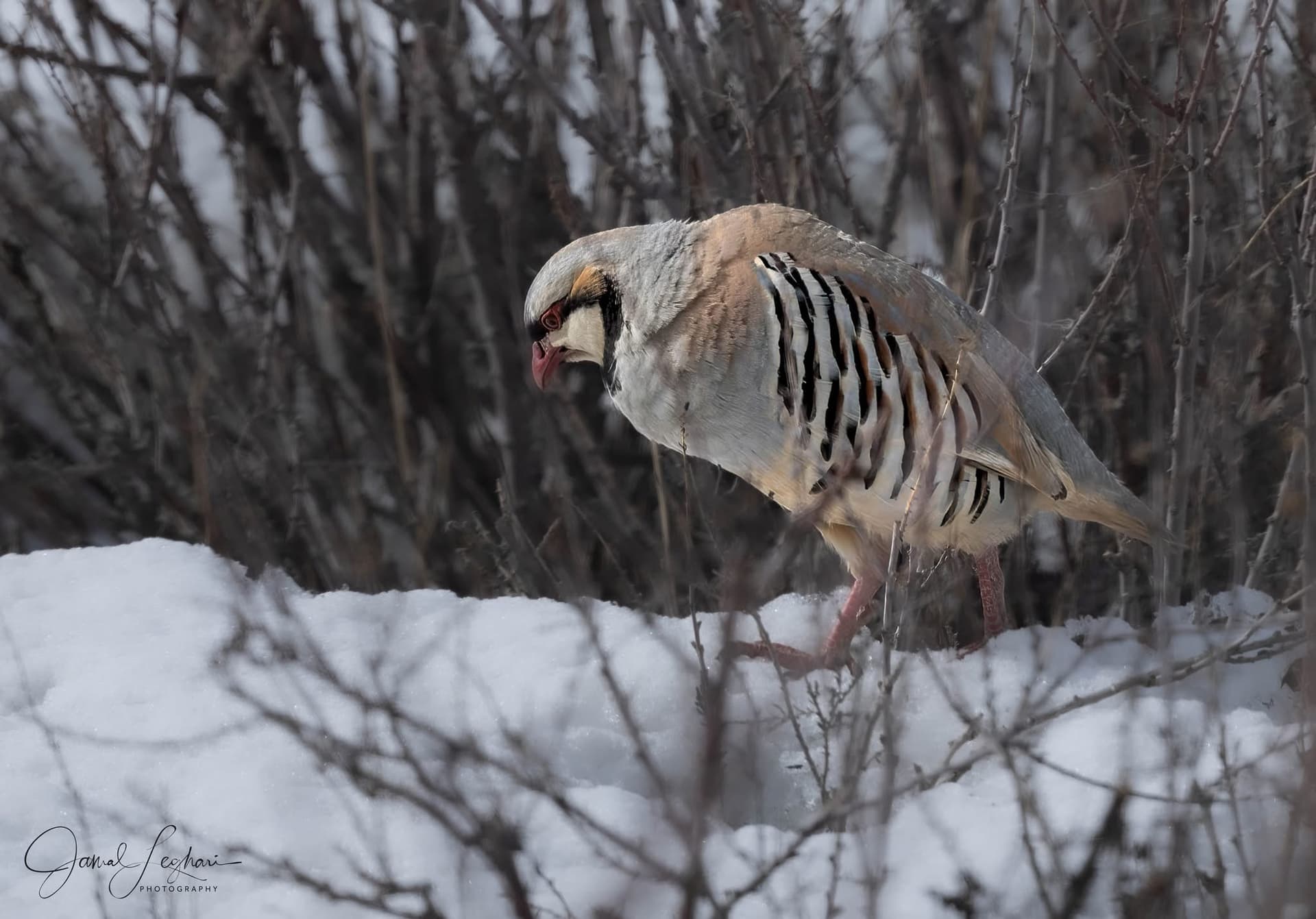 Chukar Partridge — photo 3