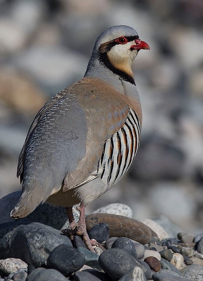Chukar Partridge — photo 1