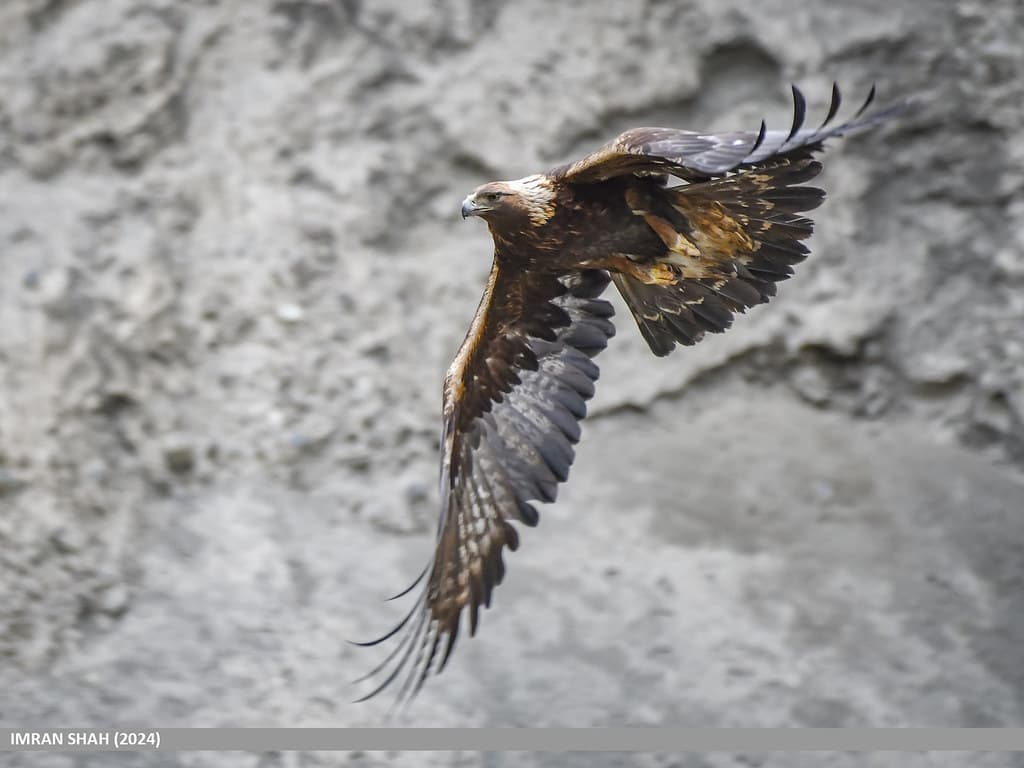 Golden Eagle — photo 2
