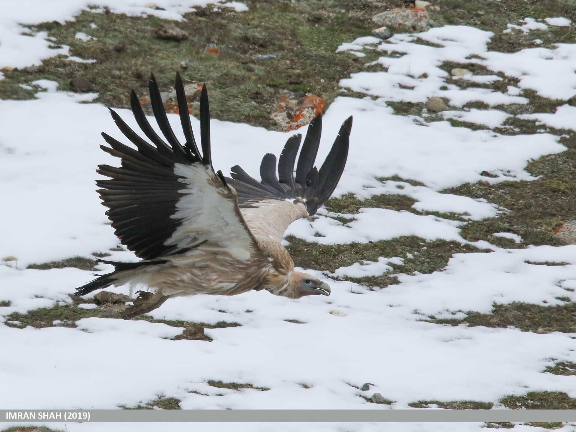 Himalayan Griffon — photo 2
