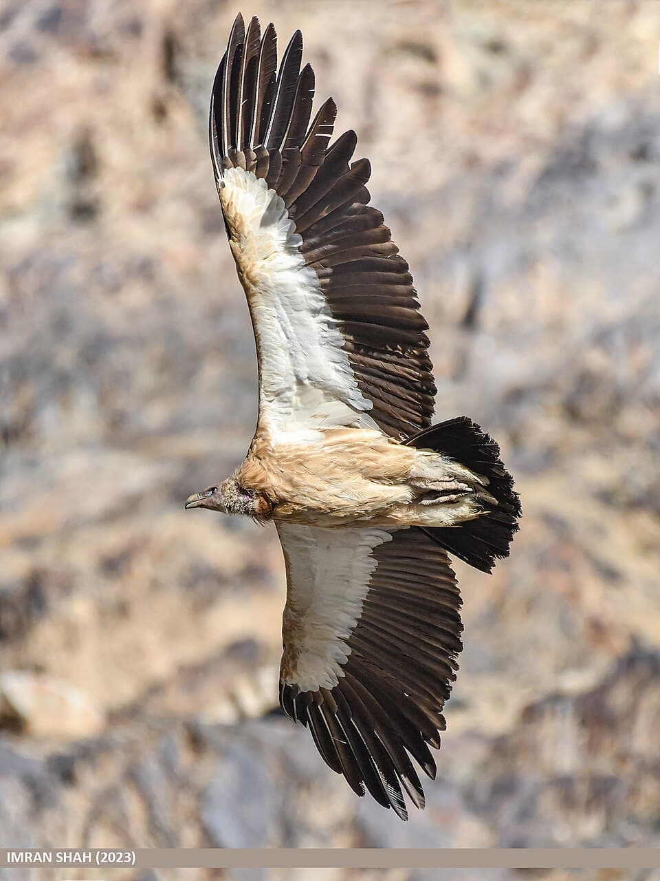 Himalayan Griffon — photo 1