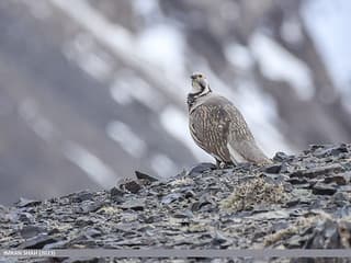 Ram Chukor — photo 3