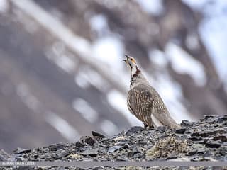 Ram Chukor — photo 1