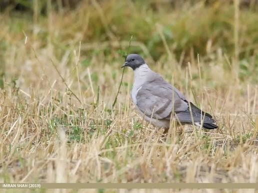 Snow Pigeon — photo 1