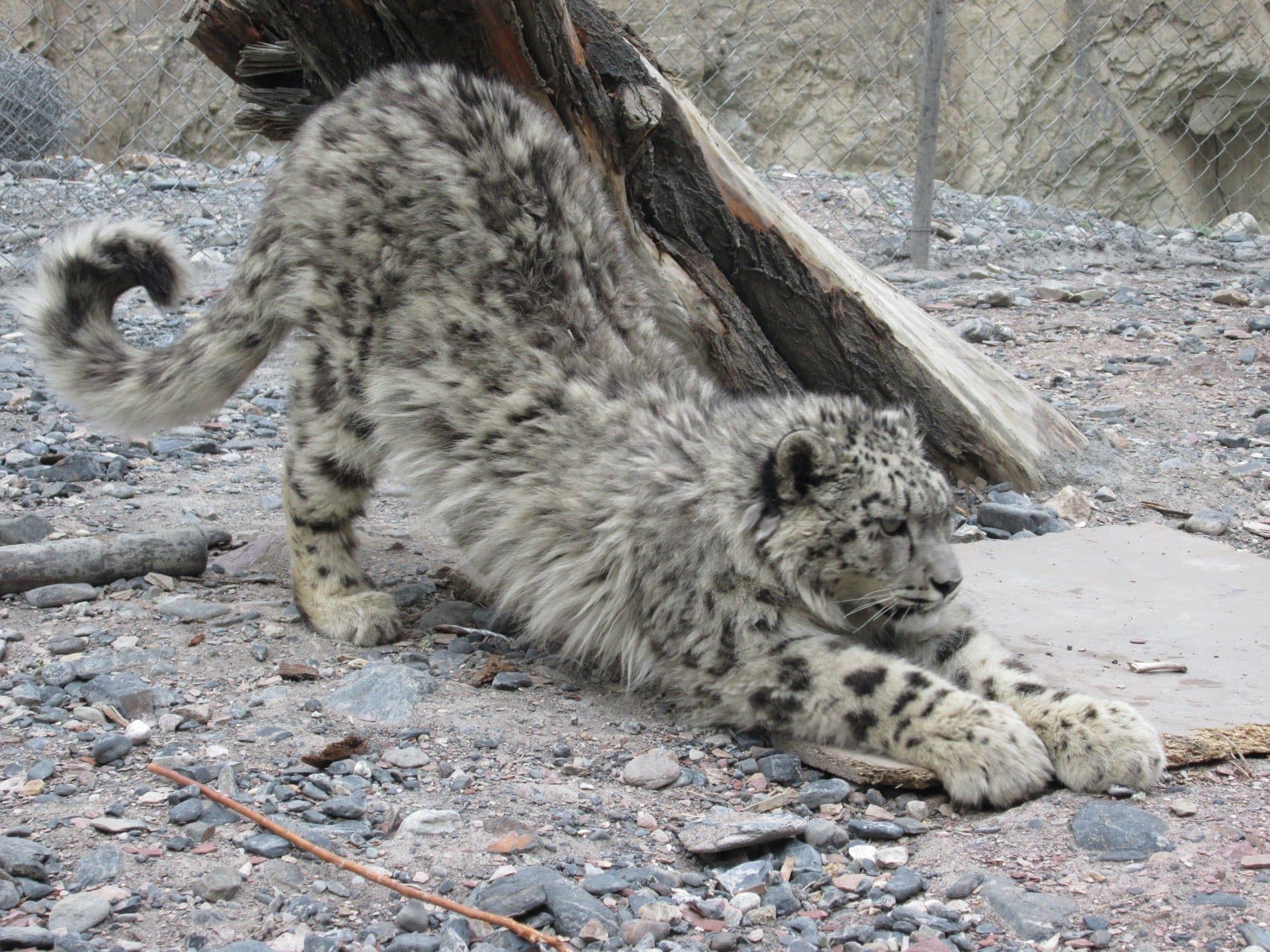 Snow Leopard Population Survey Results