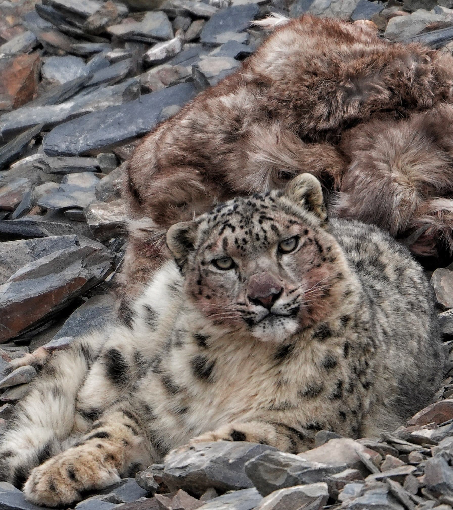 Snow Leopard